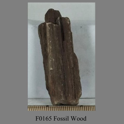 F0165 Fossil Wood