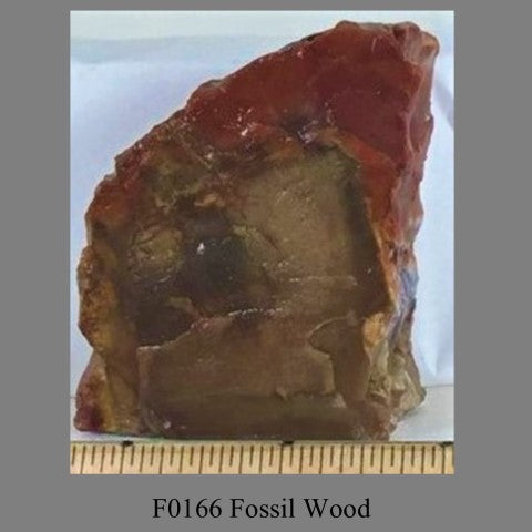 F0166 Fossil Wood