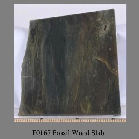 F0167 Fossil Wood Slab