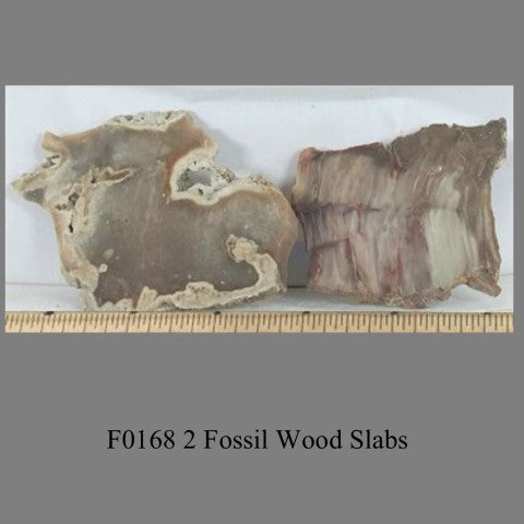 F0168 2 Fossil Wood Slabs