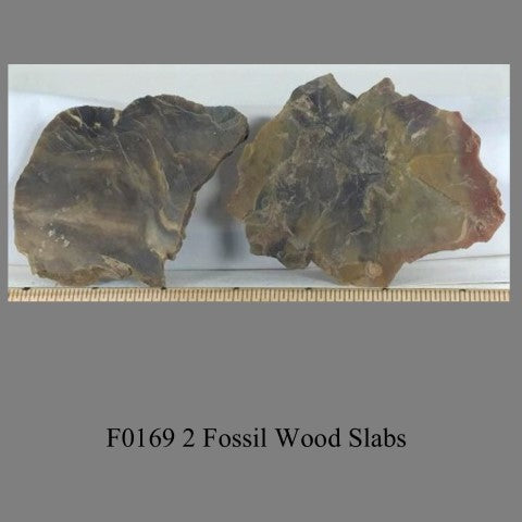 F0169 2 Fossil Wood Slabs