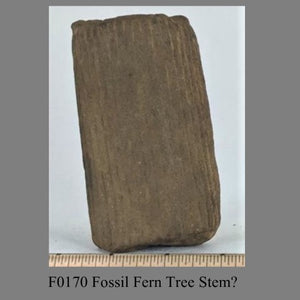 F0170 Fossil Fern Tree Stem