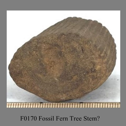 F0170 Fossil Fern Tree Stem