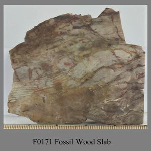 F0171 Fossil Wood Slab