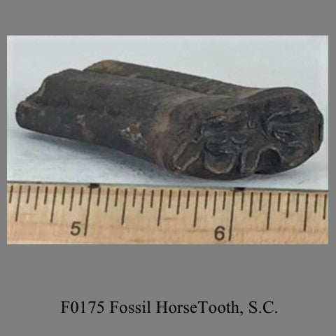 F0175 Fossil HorseTooth, S.C.