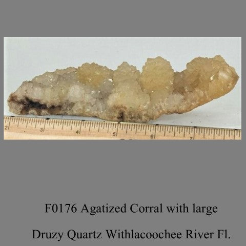 F0176 Agatized Corral with large Druzy Quartz Withlacoochee River Fl.