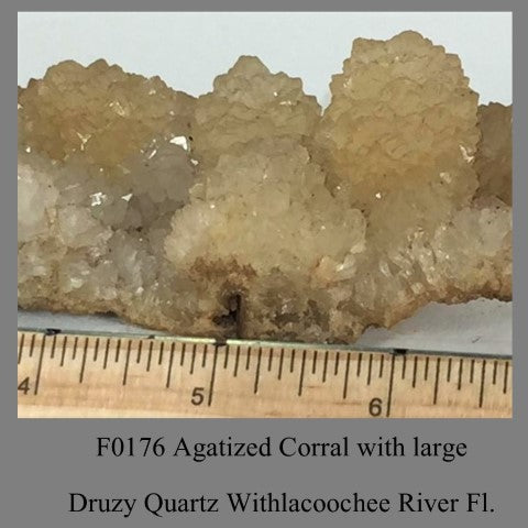 F0176 Agatized Corral with large Druzy Quartz Withlacoochee River Fl.