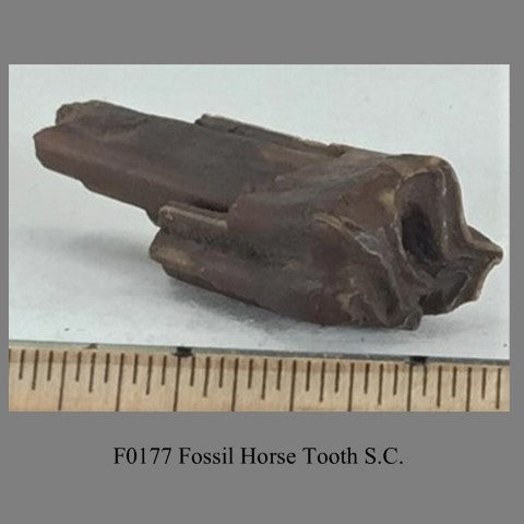 F0177 Fossil Horse Tooth S.C.