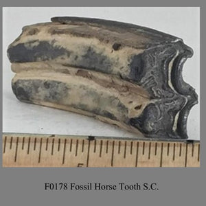 F0178 Fossil Horse Tooth S.C.