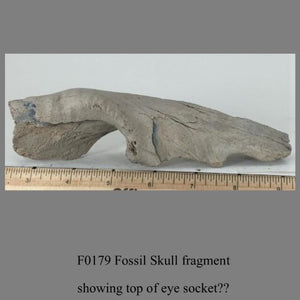 F0179 Fossil Skull fragment showing top of eye socket