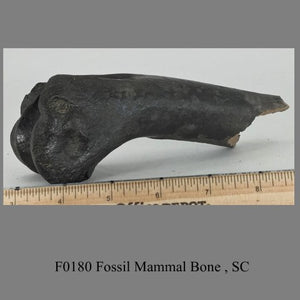 F0180 Fossil Mammal Bone , SC