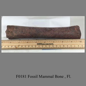 F0181 Fossil Mammal Bone , Fl.