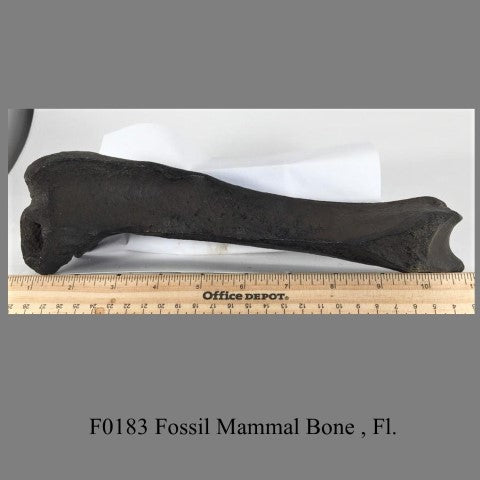 F0183 Fossil Mammal Bone , Fl.