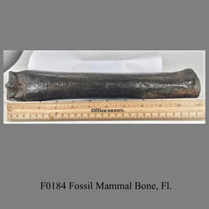 F0184 Fossil Mammal Bone, Fl.