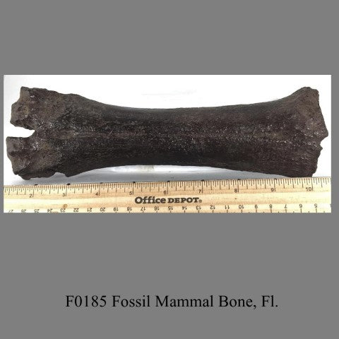 F0185 Fossil Mammal Bone, Fl.