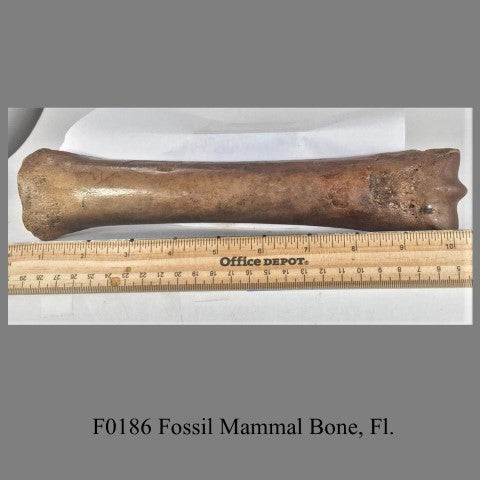 F0186 Fossil Mammal Bone, Fl.