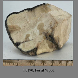 F0190, Fossil Wood