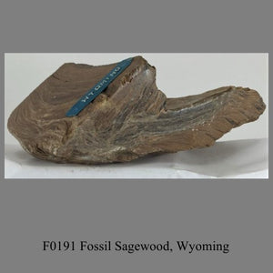 F0191 Fossil Sagewood, Wyoming