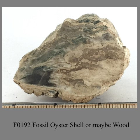 F0192 Fossil Oyster Shell or maybe Wood