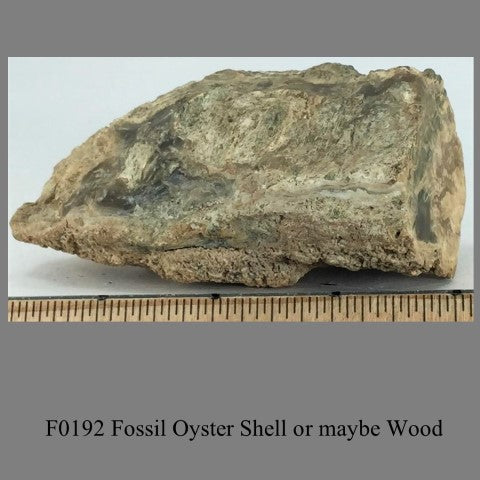 F0192 Fossil Oyster Shell or maybe Wood