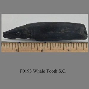 F0193 Whale Tooth S.C.