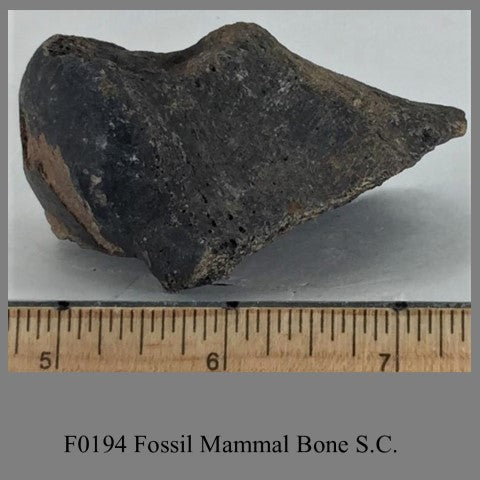 F0194 Fossil Mammal Bone S.C.