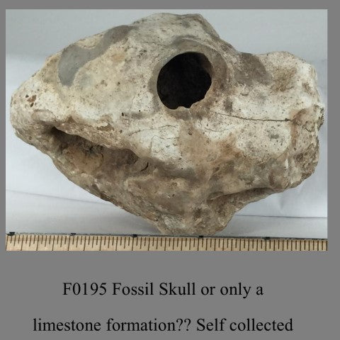 F0195 Fossil Skull or only a limestone formation Self collected