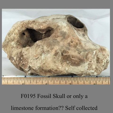 F0195 Fossil Skull or only a limestone formation Self collected