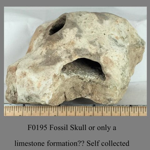 F0195 Fossil Skull or only a limestone formation Self collected