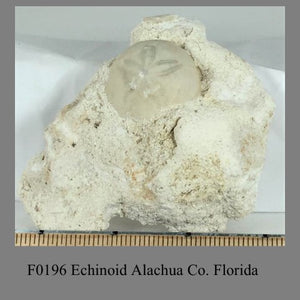 F0196 Echinoid Alachua Co. Florida