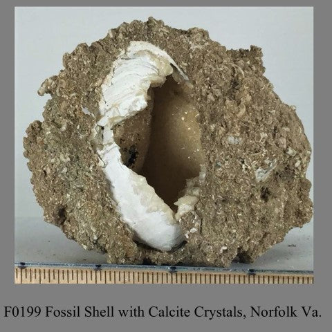 F0199 Fossil Shell with Calcite Crystals, Norfolk Va. 