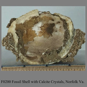 F0200 Fossil Shell with Calcite Crystals, Norfolk Va. 