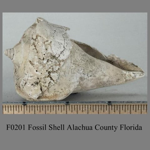 F0201 Fossil Shell Alachua County Florida