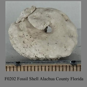 F0202 Fossil Shell Alachua County Florida