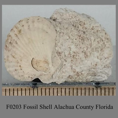 F0203 Fossil Shell Alachua County Florida