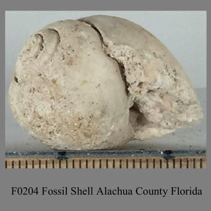 F0204 Fossil Shell Alachua County Florida