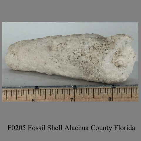 F0205 Fossil Shell Alachua County Florida