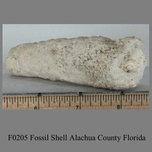 F0205 Fossil Shell Alachua County Florida