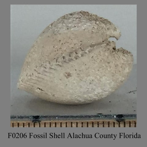 F0206 Fossil Shell Alachua County Florida