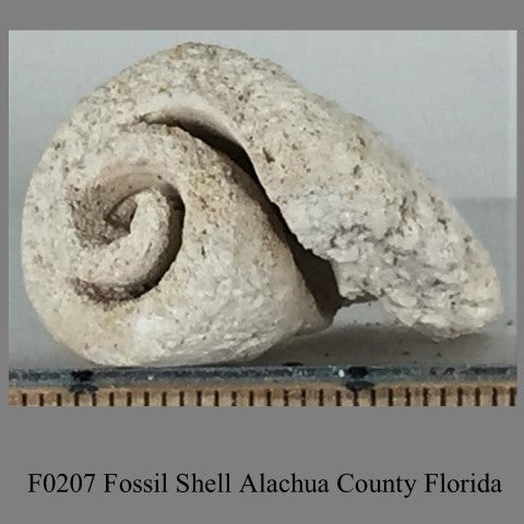 F0207 Fossil Shell Alachua County Florida