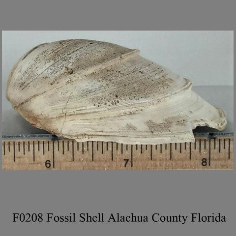 F0208 Fossil Shell Alachua County Florida