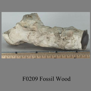 F0209 Fossil Wood