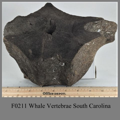 F0211 Whale Vertebrae South Carolina