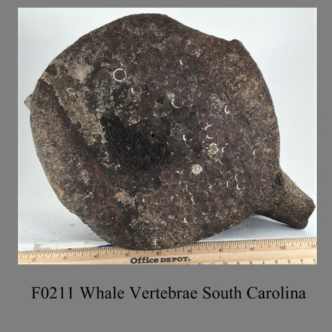 F0211 Whale Vertebrae South Carolina