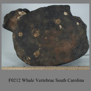 F0212 Whale Vertebrae South Carolina