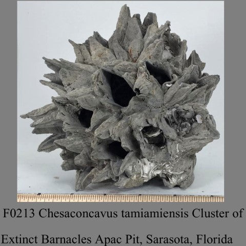 F0213 Chesaconcavus tamiamiensis Cluster of Extinct Barnacles Apac Pit, Sarasota, Florida