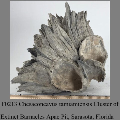 F0213 Chesaconcavus tamiamiensis Cluster of Extinct Barnacles Apac Pit, Sarasota, Florida