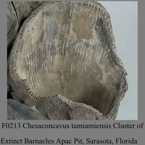 F0213 Chesaconcavus tamiamiensis Cluster of Extinct Barnacles Apac Pit, Sarasota, Florida