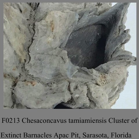 F0213 Chesaconcavus tamiamiensis Cluster of Extinct Barnacles Apac Pit, Sarasota, Florida