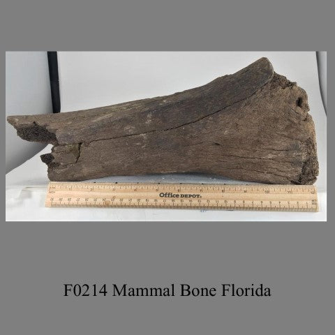 F0214 Mammal Bone Florida